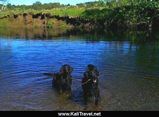 scotland_dogs_river_tay_highland