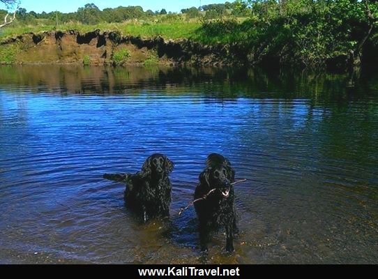 2 black coated retrievers enjoying the loch near Aberfeldy.