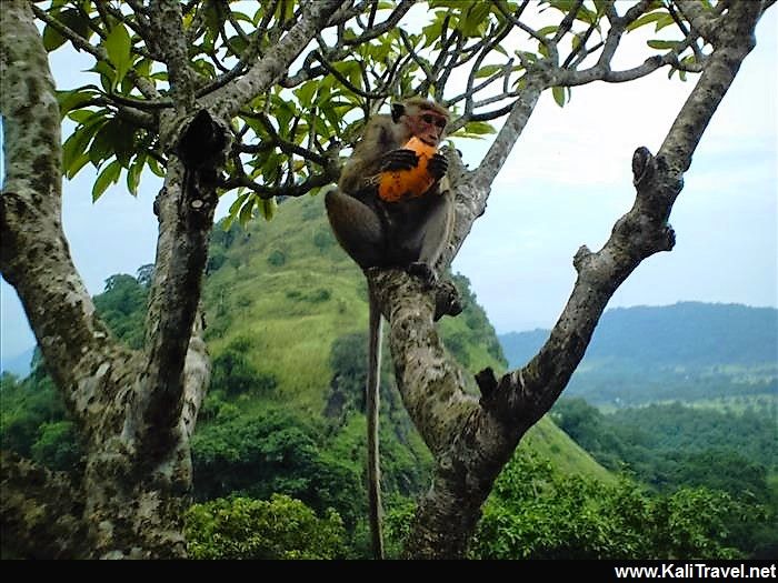 Sri Lanka monkey eating a mango in a tree in Dambulla.