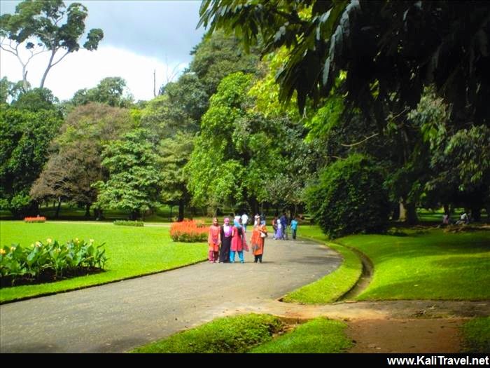 Sri Lankans walking in Peradeniya Botanical Gardens.