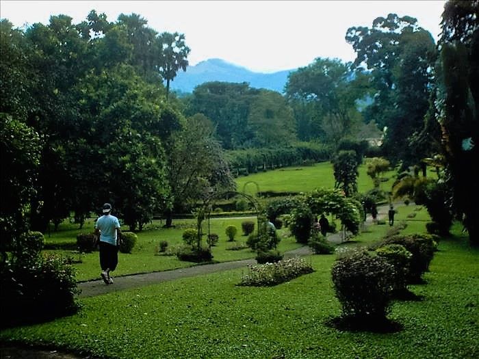 My husband walking in Peradeniya Botanical Gardens.