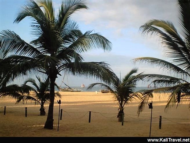 Palms on Sri Lanka's Negombo beach.