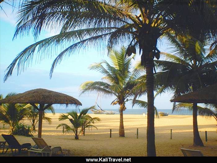 Palms on Sri Lanka's sandy Negombo beach.