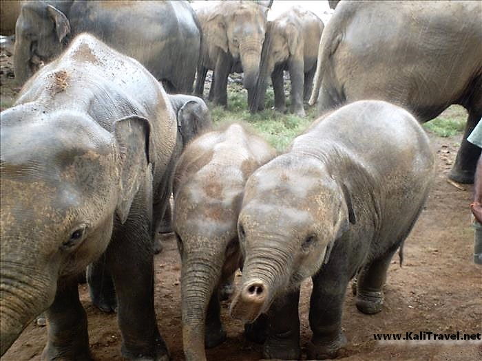 Sri Lankan elephants in Pinnawela Orphanage.