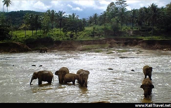 Elephants from Pinnawela Sanctuary bathing in the river.