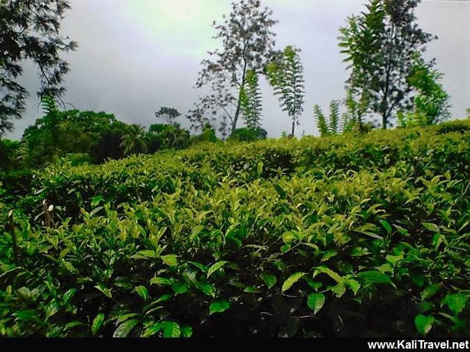 sri_lanka_tea_plantation_kandy