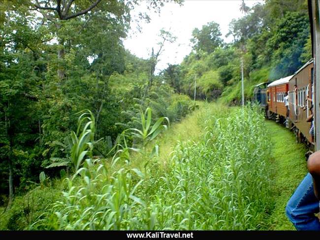 Kandy train passing through the Sri Lanka countryside.