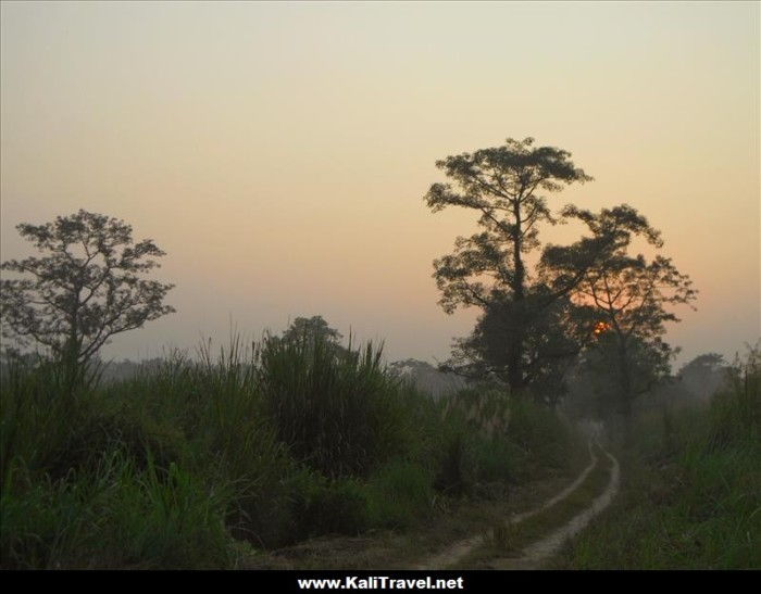 Sunset over the jungle at Chitwan National Park in Nepal.