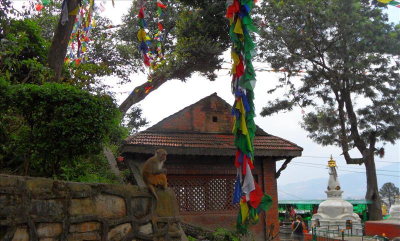 swayambhunath-templo-mono-sagrado-nepal