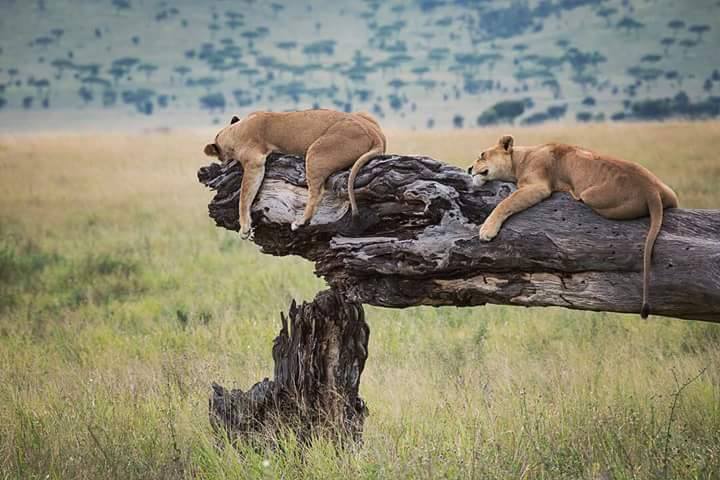 tree_climbing_lions_tanzania_kilimanjaro_safari_africa