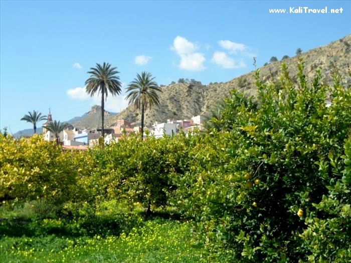 Orchard surrounding a village in the valley.