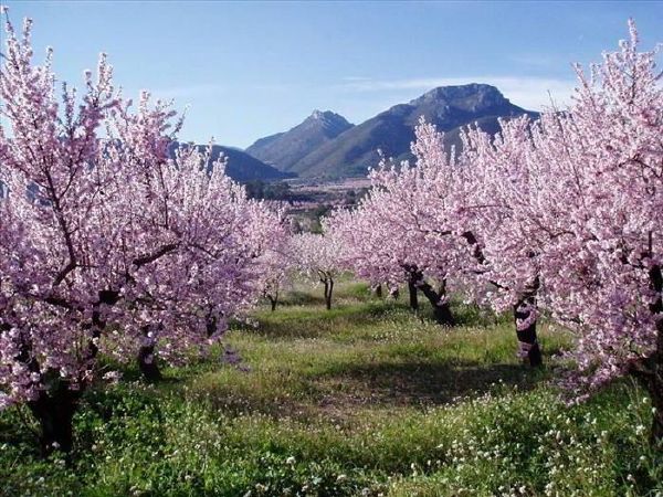 valle_de_jalon_almendros_en_flor_spain