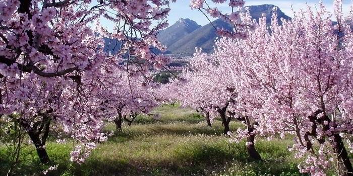 Pink almond blossom in Jalon Valley, Costa Blanca.