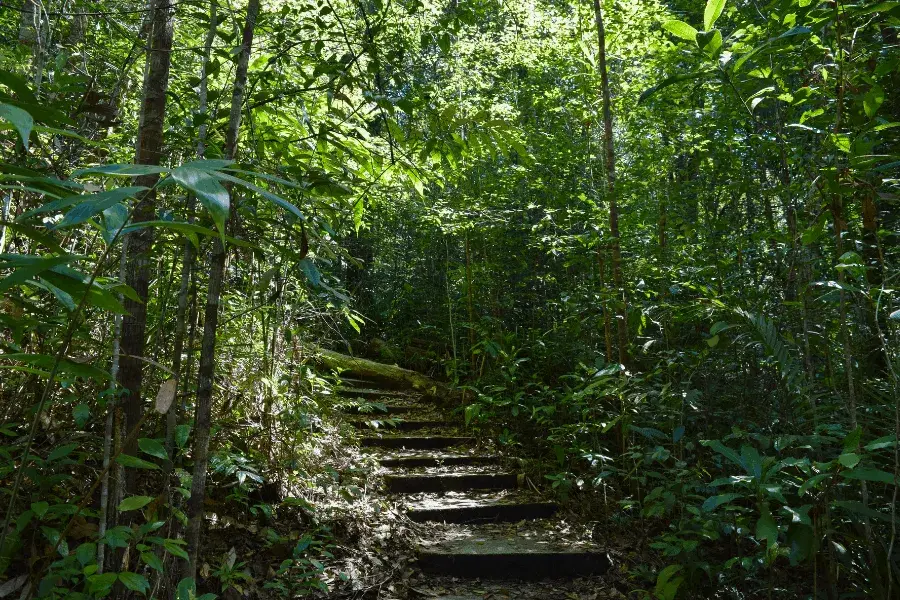 Steps through the green foliage of Penang National Park.