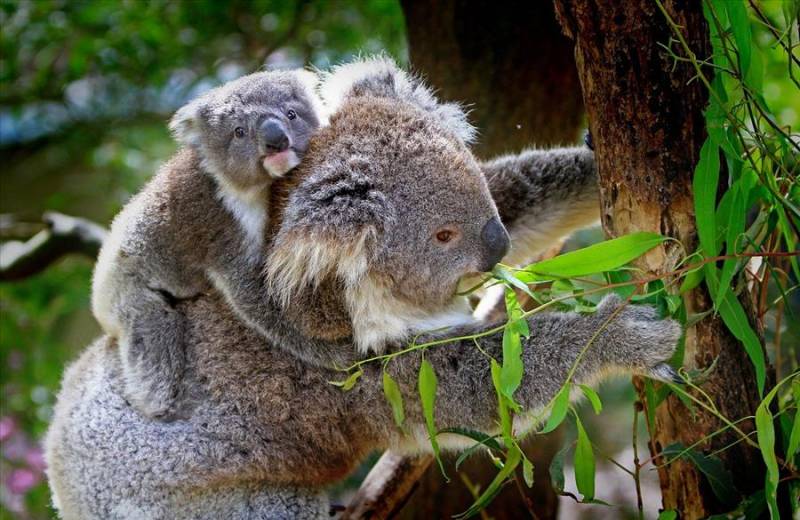 Koala with baby koala on her back in Port Macquarie on Australia's East Coast.