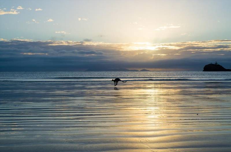 Kangaroo on an Australian East Coast beach at sunrise.