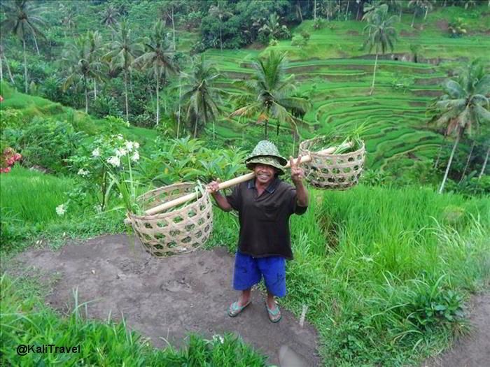 Man carrying 2 baskets over his shoulders in the terraced Tegallalang rice fields.