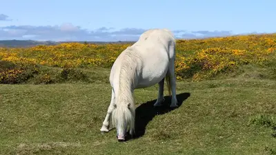 Beautiful Devon pony grazing on the moors. 