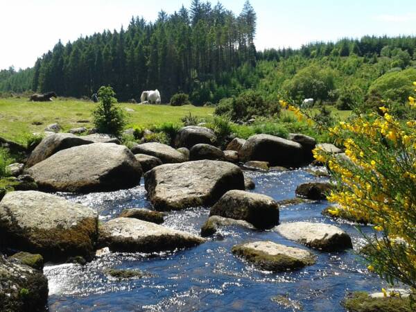 Stepping stones over a river with Dartmoor pony grazing on the grass.