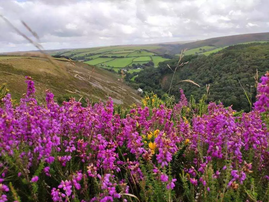 View over purple heather to moorland, trees, and meadows.