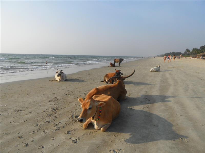 Benaulim beach cows in Goa.