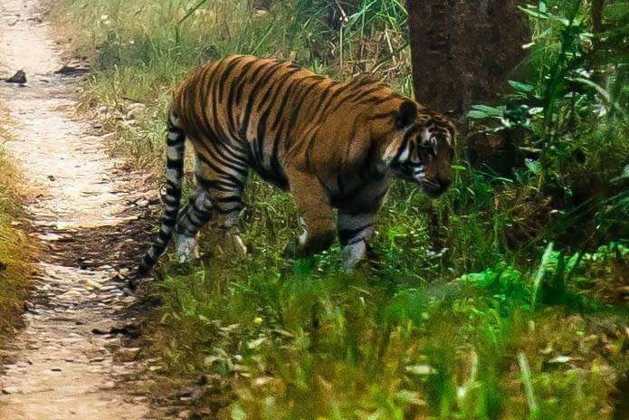 Bengal Tiger walking in Chitwan National Park, Nepal.