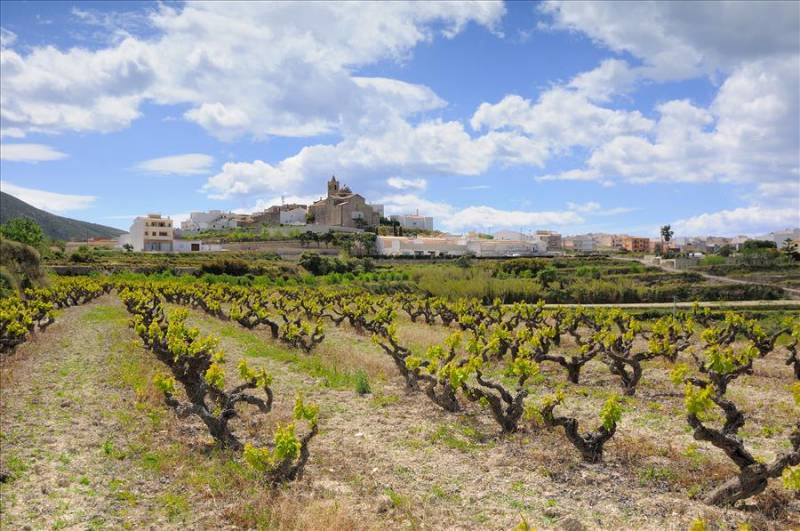 Vineyards with Benitatxell village on a hill in the distance, Costa Blanca.