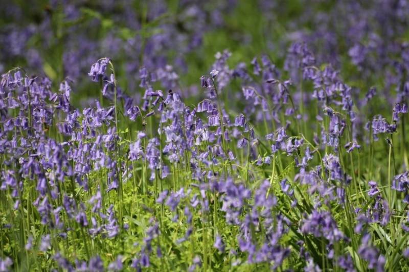 Bluebells in the Wiltshire woods near Salibury in England.