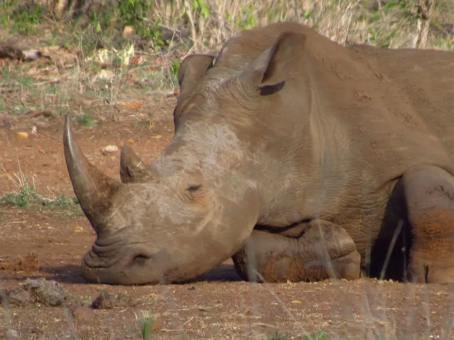 Close-up of a white rhinoceros peacefully sleeping on sunbaked earth in Khama Rhino Sanctuary, Botswana.