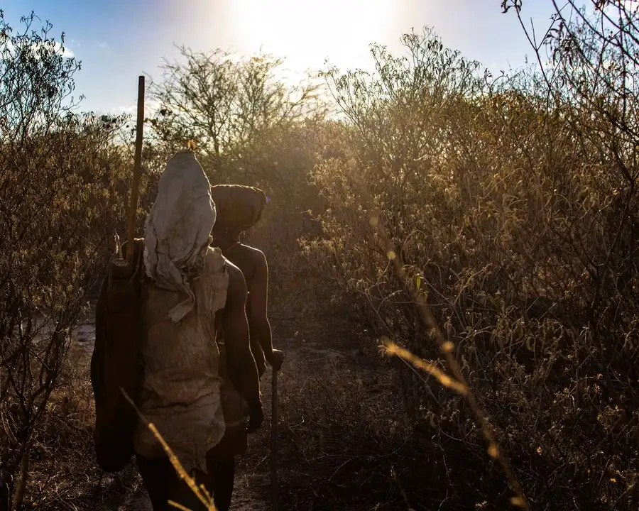 A San guide walking through the scorched bush under the relentless sun in Tsodilo Hills, Botswana.