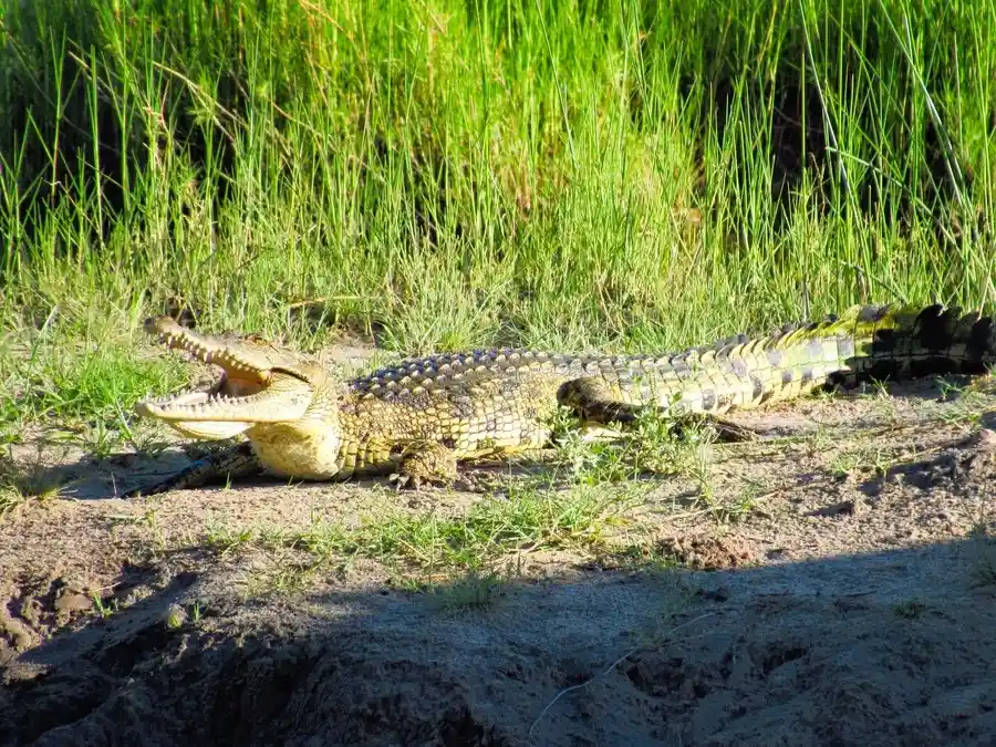 A Nile crocodile gapes in the sunshine on the banks of Chobe River in Botswana.