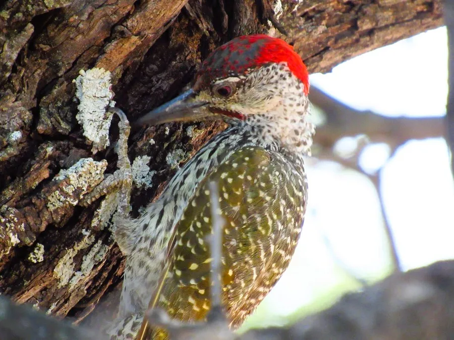 Close-up of a red-capped woodpecker clawing the bark of a tree in Kgalagadi Transfrontier Park, Botswana.
