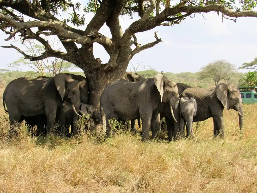 A family of elephants under the shade of a mopane tree in Linyanti Wildlife Reserve.