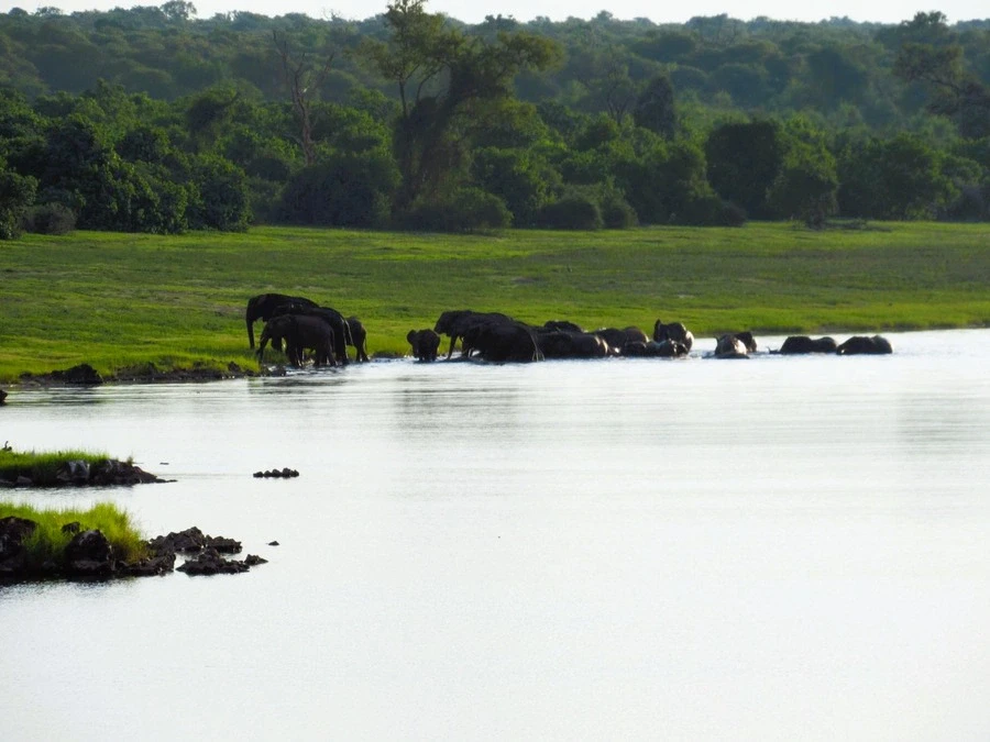 Elephants bathe beside the green, grassy banks of the Okavango Delta in Botswana.