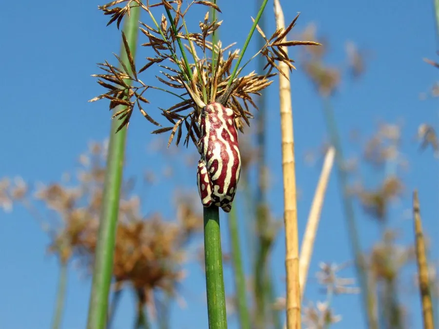 Close-up of a reed frog with vibrant markings, clinging to a reed in the Okavango National Park, Botswana.