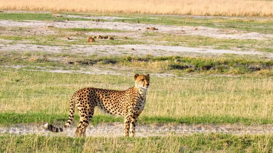 A cheetah stands alert in short grassland on the Okavango Delta.