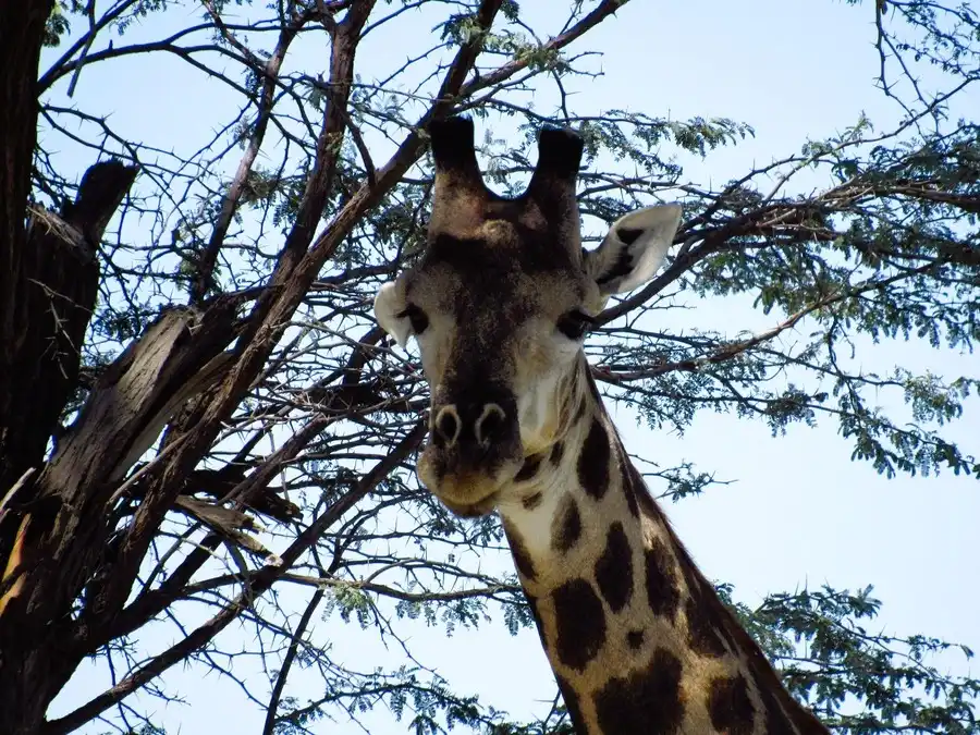 Close-up of a giraffe's head framed by tree branches, gazing at wildlife photographer Deb Hendricks.