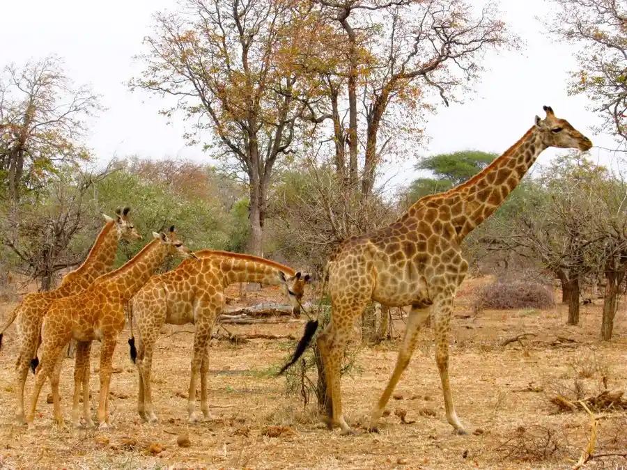 Mother giraffe with 3 calves in Botswana’s Mashatu Game Reserve, the 'Land of the Giants'.