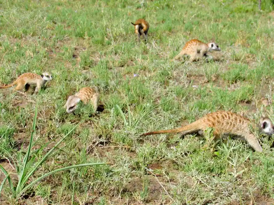 Meercats scampering over the grass at Makgadikgadi Pans in Botswana.