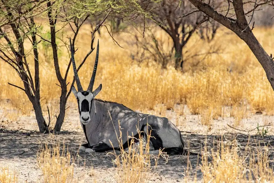 A regal oryx rests in a dry grass clearing beneath mopane trees in Botswana.