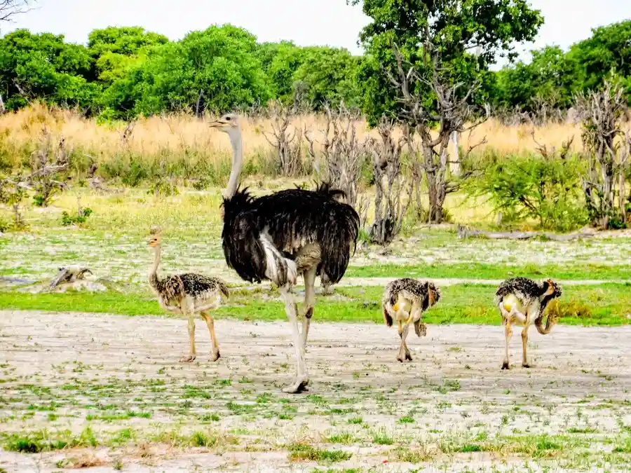 Mother ostrich leads her three long-legged chicks past sycamore fig trees in Botswana’s Mashatu Reserve.