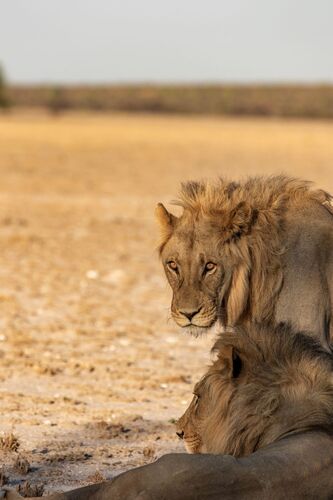 Close-up of two male lions lounging in the golden grassveld of Botswana’s Kalahari Reserve.