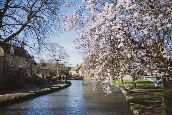 Trees in blossom beside the river in Bourton-on-the-Water in the Cotswolds.
