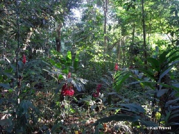 Cabinas Los Laureles private forest, Osa de Uvita, Costa Rica.