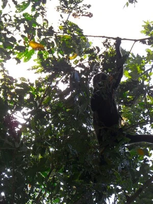 A sloth up a tree in Cahuita national park.