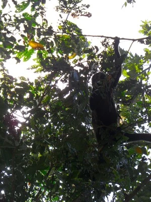 Un perezoso subido un arbol en Cahuit parque nacional.