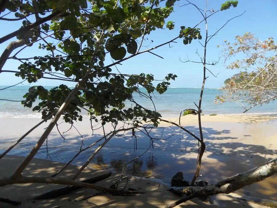 Trees facing the white sand beach of the Caribbean coast in Cahuita.