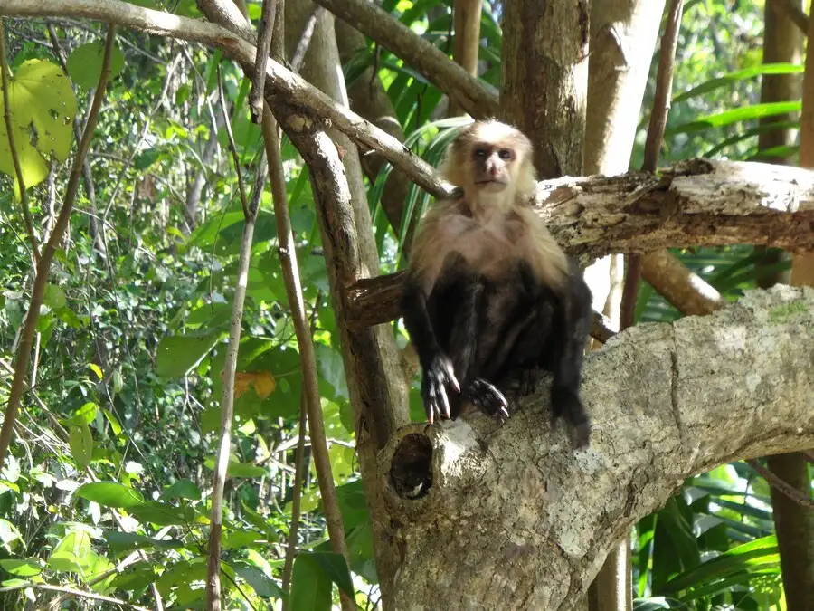 White-faced Capuchin monkey up a tree in Cahuita national park in Costa Rica.