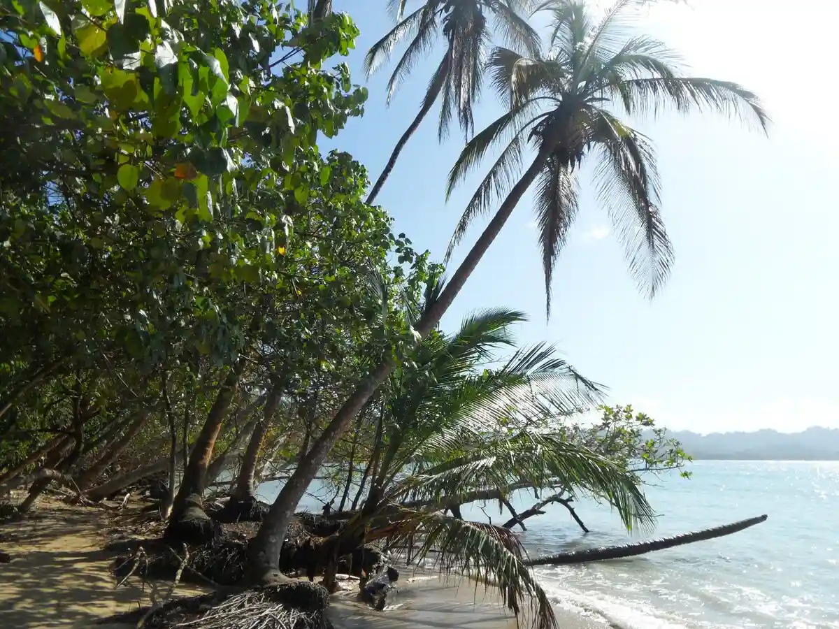 Palm trees on Costa Rica's Caribbean coast at Cahuita national park.