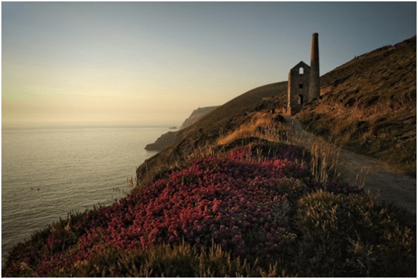 Flowering clifftops of Cornwall with old mine chimney. with 
